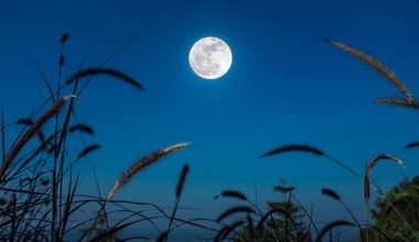 Zbożowy Księżyc nie zostawi jeńców. Niektóre znaki zodiaku czeka wstrząs 