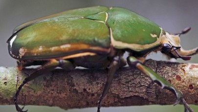 Zdalnie sterowane chrząszcze, czyli organiczne drony przyszłości