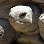 Zdalnie sterowane żółwie będą ratować ludzi spod gruzów?