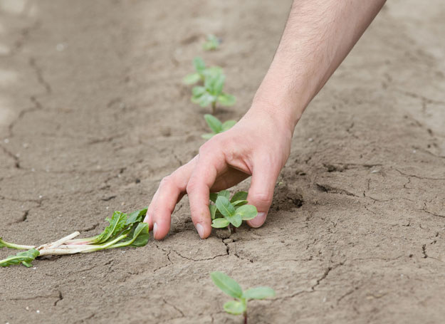 Zdaniem specjalistów z IUNG w Polsce może wystąpić susza rolnicza /123RF/PICSEL