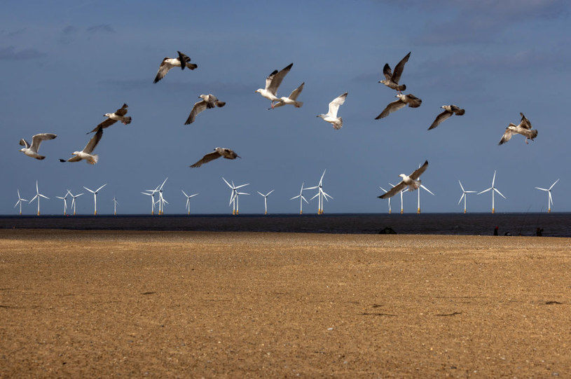 Zdaniem Vattenfall podczas dwóch lat monitorowania farmy wiatrowej na morzu nie ucierpiał ani jeden ptak. /Chris Ratcliffe/Bloomberg /123RF/PICSEL