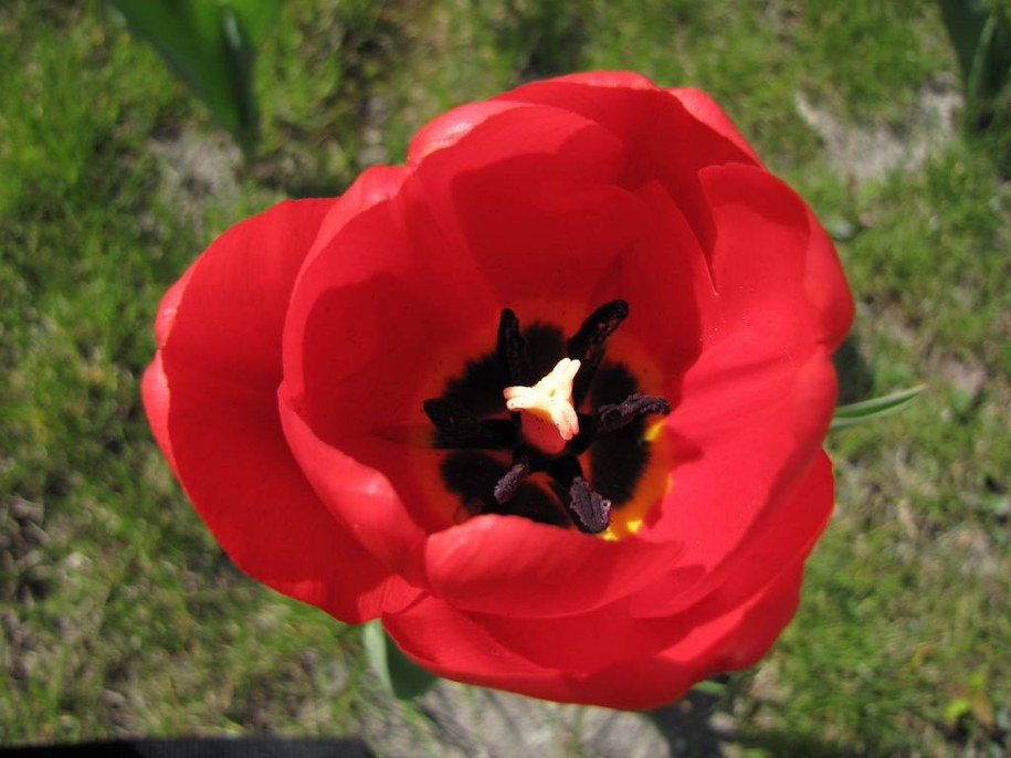 Zdaniem znawców, wyjątkowość Koperników kryje się w ich wnętrzu / Fot. Tomasz Fenske, RMF FM