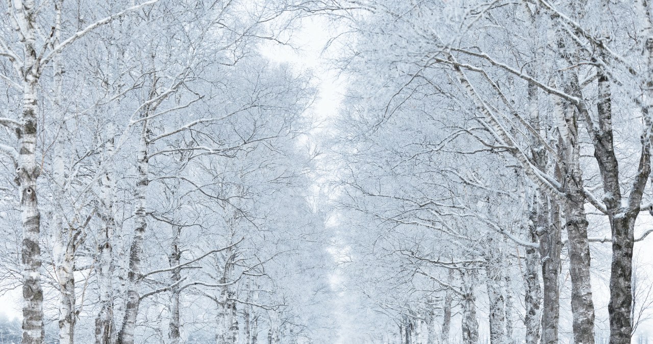 Zdarzało się, że łączna ilość śniegu w Horokanai przekraczała nawet 15 metrów. /Deposit Photos /East News