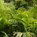 Zdarzył się cud. Jedna z najcenniejszych przypraw będzie rosła w Polsce