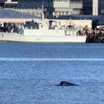 Zdążyć przed manewrami NATO: W Szkocji trwa ewakuacja wielorybów