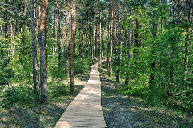 Las społeczny powstanie pod Poznaniem. "To są miejsca dla ludzi"