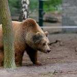 "Zdecydowano o nieskazywaniu go na dalsze cierpienie". Niedźwiedź Baloo padł 