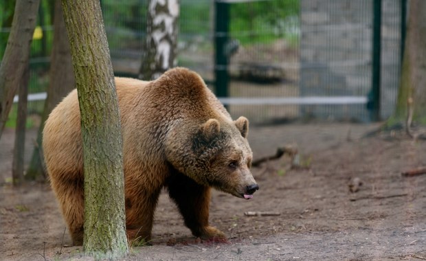 "Zdecydowano o nieskazywaniu go na dalsze cierpienie". Niedźwiedź Baloo padł 