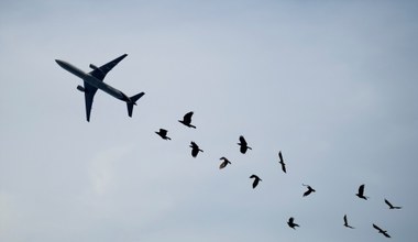 Zderzenia samolotów z ptakami. Jest coraz więcej tego typu wypadków