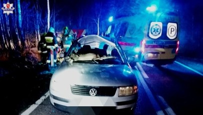 Zderzenie auta z sarną. Zwierzę wpadło do środka pojazdu