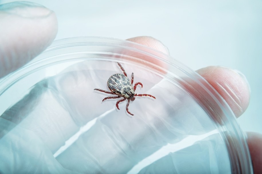 zdj. ilustracyjne / Część przypadków boreliozy kończy się powikłaniami sercowymi. To zagrożenie, o którym mało się mówi! /Shutterstock