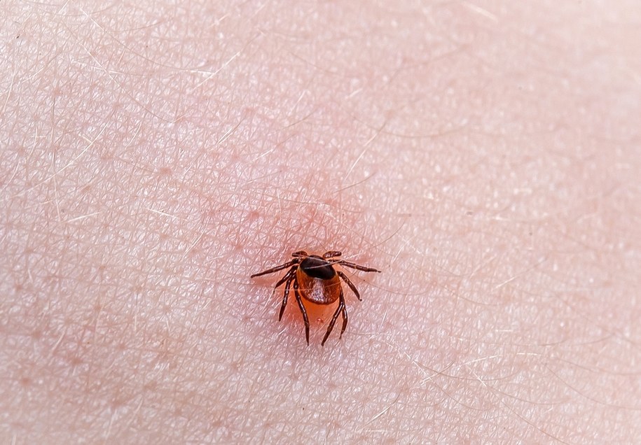 zdj. ilustracyjne/Ekspertka: Mamy szczyt sezonu zakażeń boreliozą /Shutterstock