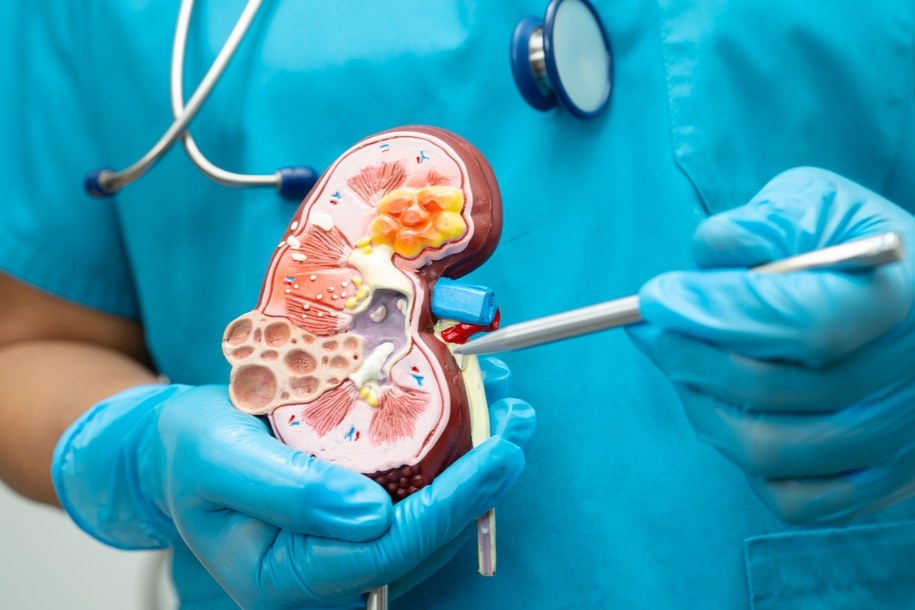 zdj. ilustracyjne / Nerki: mały wielki narząd /Shutterstock