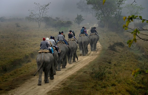 Ponad 22 tysiące słoni padło w tym roku ofiarą kłusowników