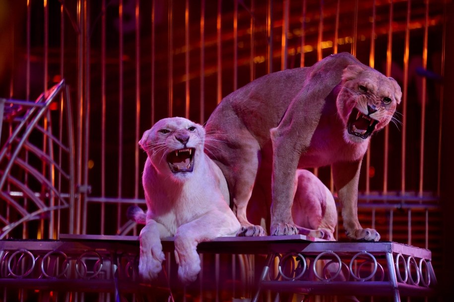 Lew zaatakował pracownika cyrku