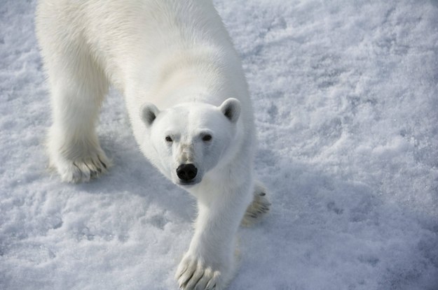 Niedźwiedź polarny zabił 17-latka
