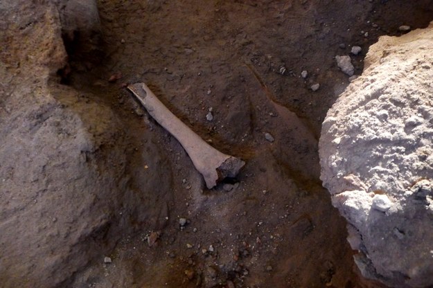 Na budowie boiska odkryto kości powstańców listopadowych