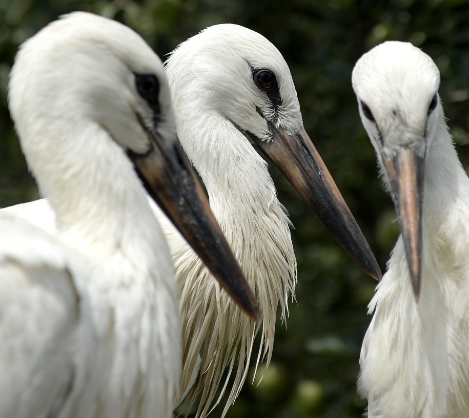 Początek jesieni? Bociany już wyruszyły do Afryki
