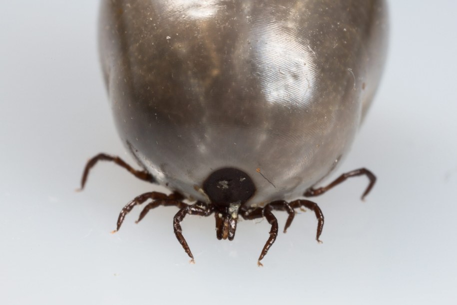 Idziesz na grzyby? Uważaj na kleszcze!