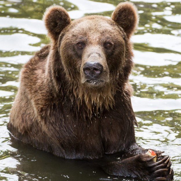 Uwaga turyści: W Beskidach grasuje niedźwiedź