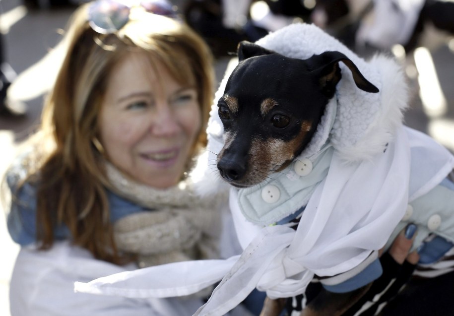 Psy znajdą na lotnisku schronienie przed fajerwerkami