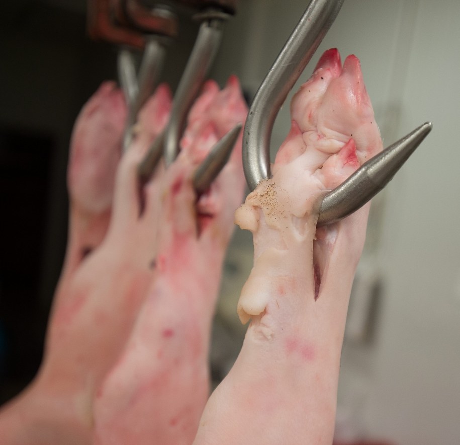 Polski wynalazek odmienił wieprzowinę. "Zdrowa, nietucząca"