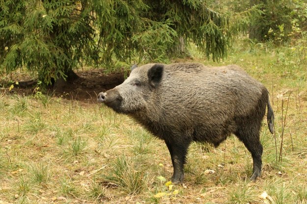 Dostali karę za pomoc rannemu dzikowi