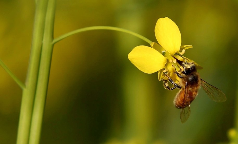 Prognoza pogody na najbliższe dni