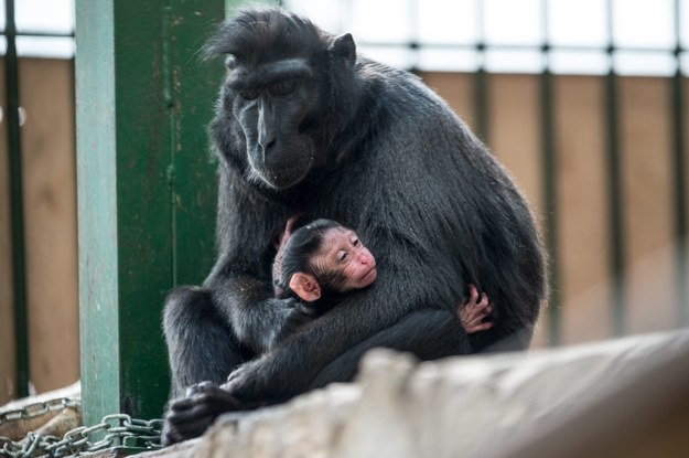 Zoo przeprasza za nadanie małpce imienia Charlotte