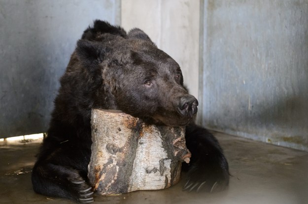 Sparaliżowany niedźwiedź znaleziony przy szlaku w Tatrach