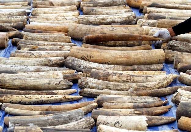 Tonę kości słoniowej zniszczono w Nowym Jorku
