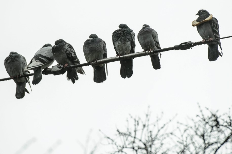Ostrzeżenie dla pilotów: Uwaga na gołębie