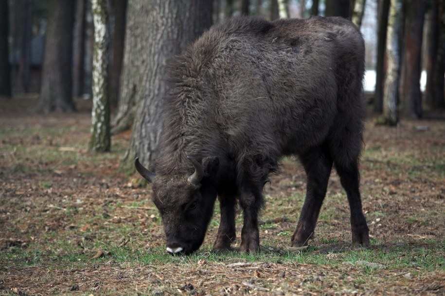 Ktoś zabił żubry w rezerwacie. Wszczęto śledztwo