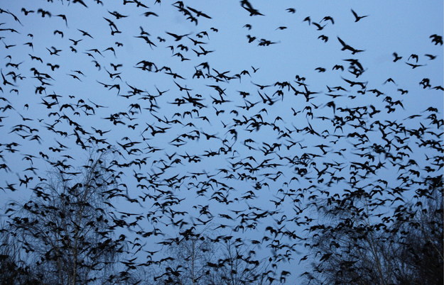 Pół tysiąca martwych ptaków w inowrocławskim parku