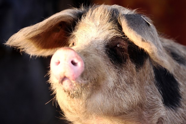 Opolskie: Staruszka pogryziona przez 300-kilogramową świnię