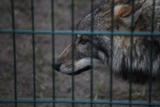 3-latek pogryziony przez wilka w zoo