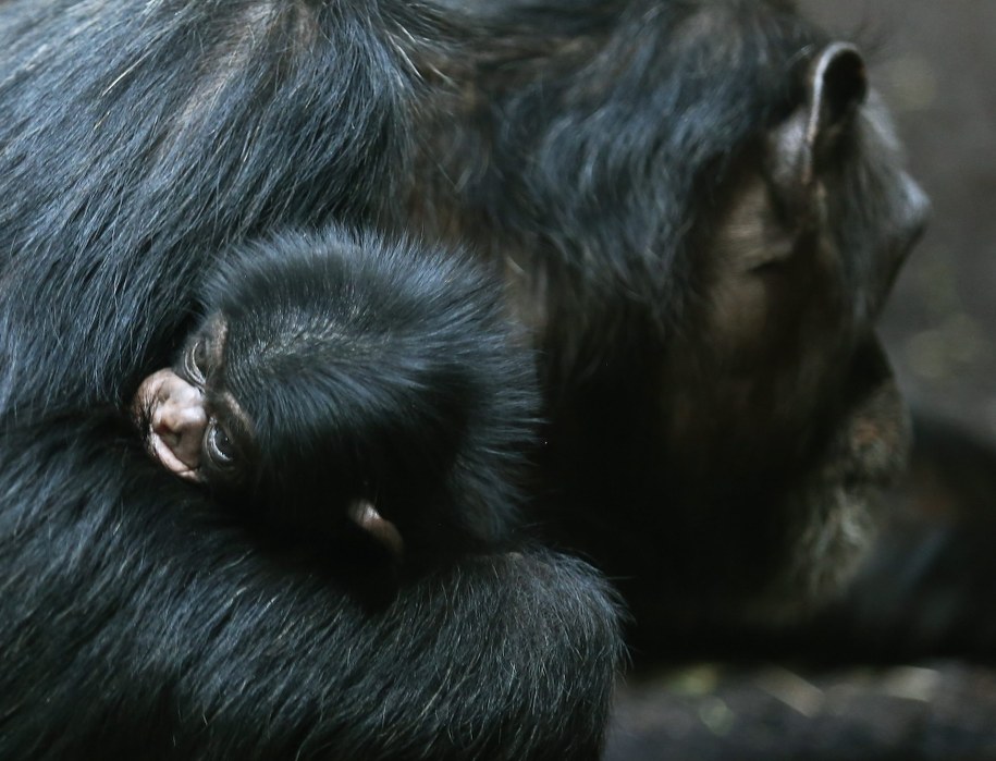Tajemnica "macierzyńskiego" szympansów