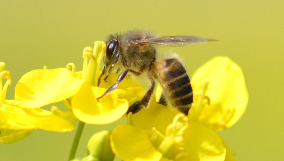 Spada liczba owadów w Europie. "Nadchodzi ekologiczny Armageddon"