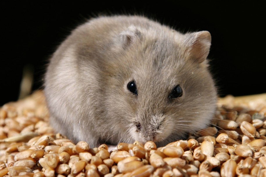 Elbląg: 32-latka wrzucała gryzonie do rzeki, a psy do pojemnika na odpady