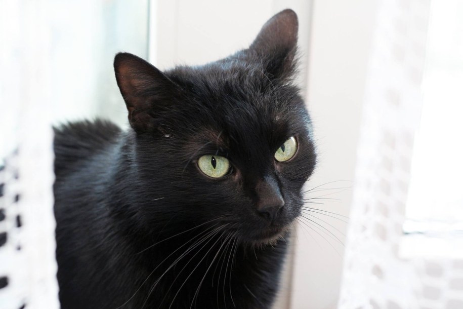 "Święta z perspektywy zwierzaka to jak wizyta w perfumerii, w której wszystkie flakoniki są otwarte"