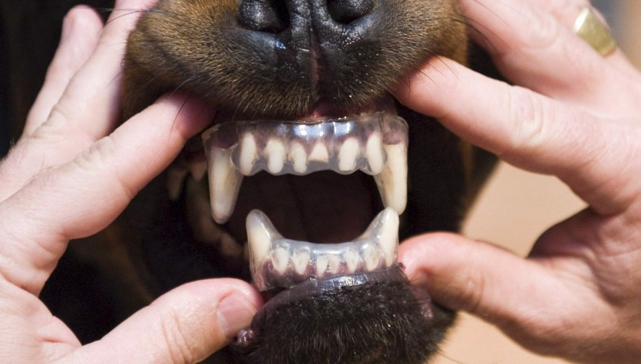 9-latek poważnie pogryziony przez psa w Łódzkiem. Chłopiec trafił do szpitala