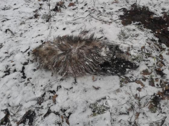 Kierowcy, uważajcie na borsuki!