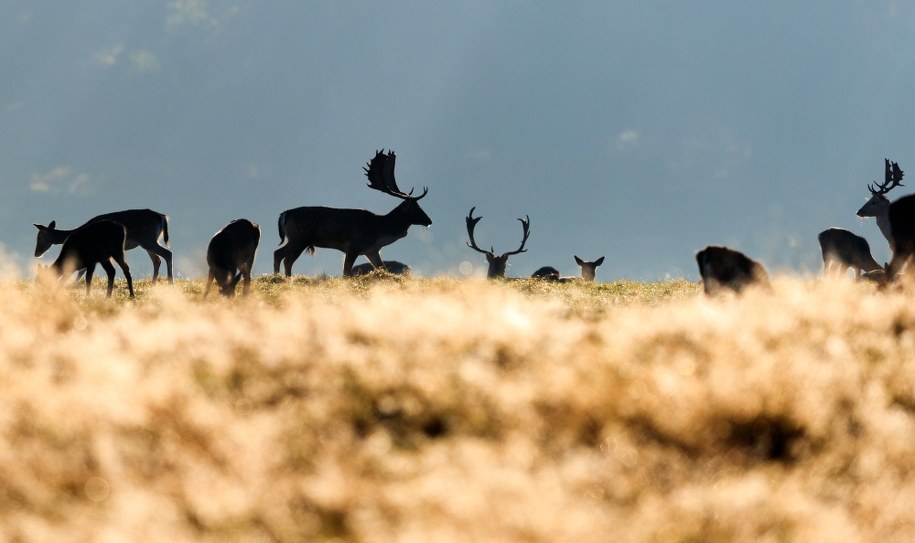 Sejm znowelizował Prawo łowieckie. Posłowie za zakazem udziału dzieci w polowaniach