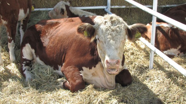 NIK: Nie ma kontroli nad podawaniem antybiotyków w hodowli zwierząt