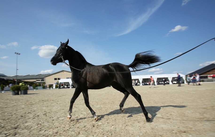 Pokaz koni arabskich przeniesiony z Janowa Podlaskiego