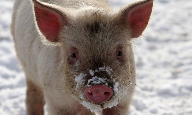 Naukowcy z Yale utrzymują świński mózg "przy życiu" poza organizmem