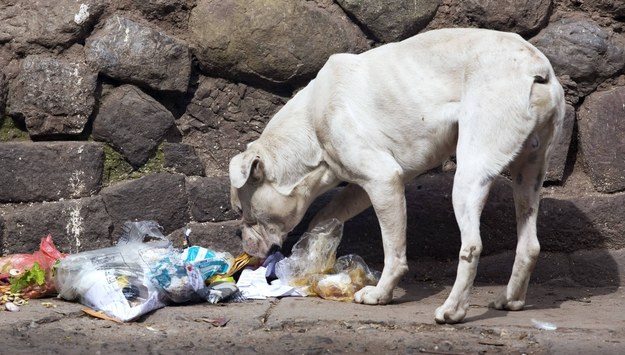 Bezpańskie psy zagryzły sześcioro dzieci w Indiach. Najmłodsze miało 5 lat