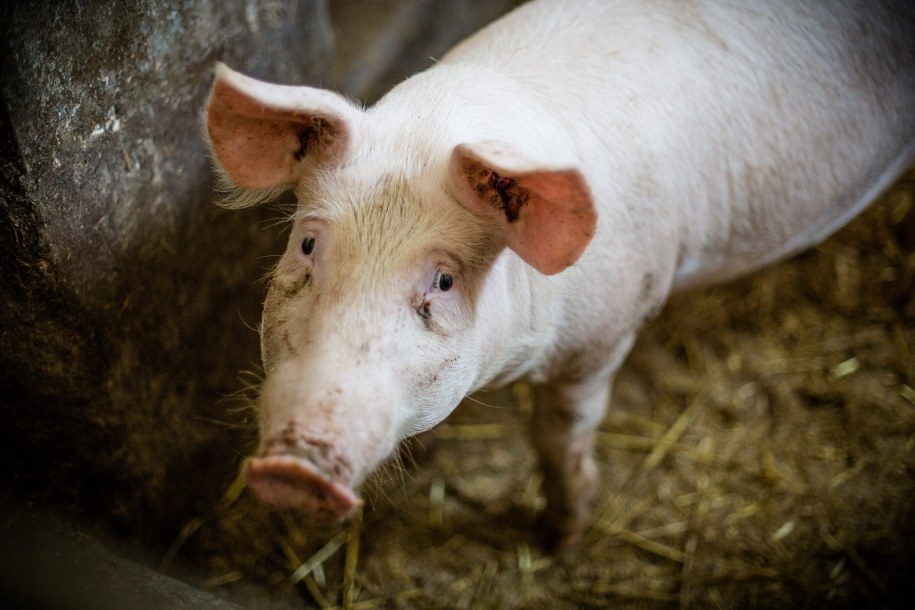 Decyzja ws. płotu, który miałby nas chronić przed ASF, opóźni się o co najmniej kilka miesięcy