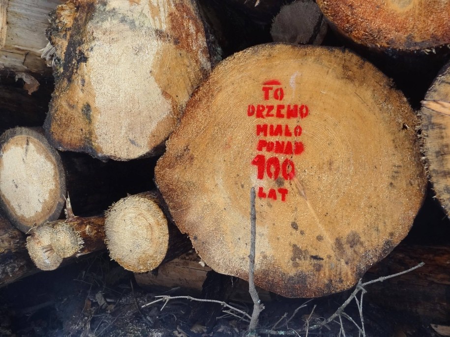 Minister środowiska uchyla decyzję ws. usuwania drzew w Puszczy Białowieskiej