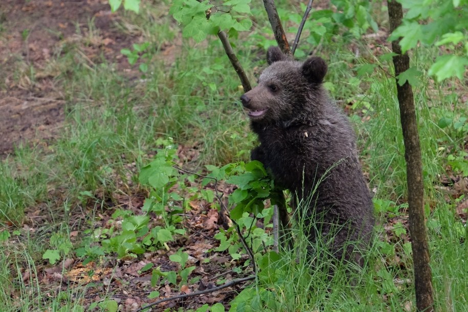 Niedźwiedzie na śmietnikach i cmentarzach. Co robić, by nie narazić się na kontakt z drapieżnikiem?